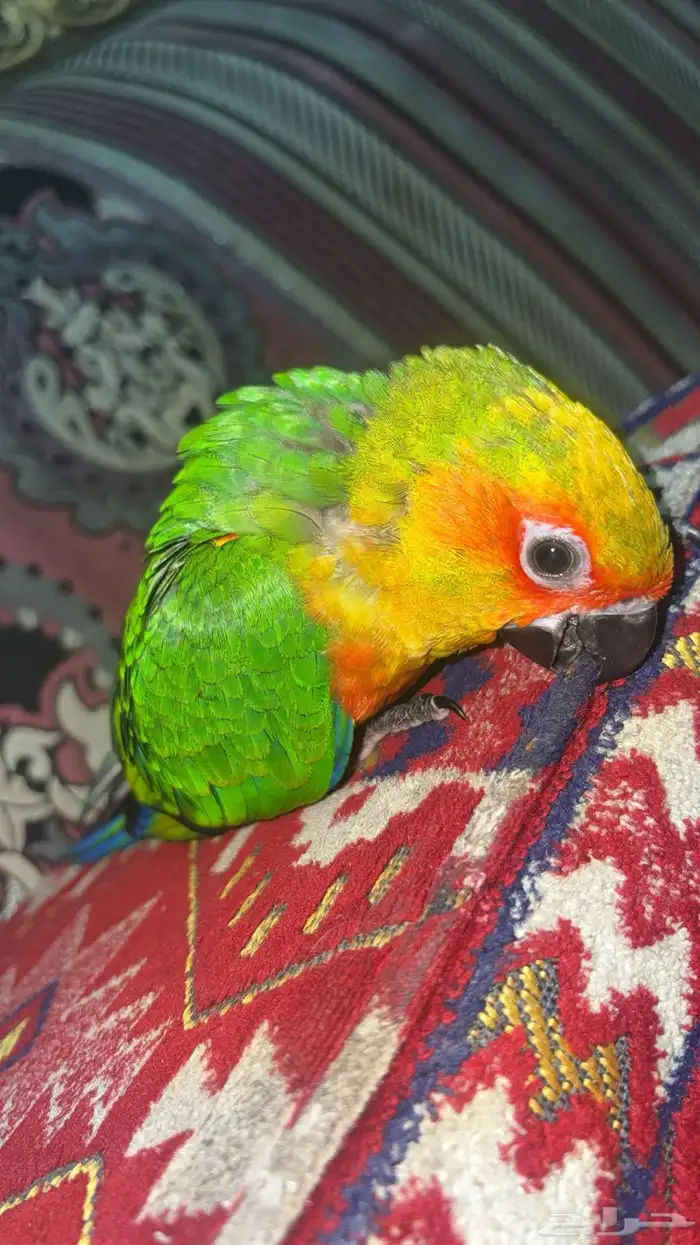 فرخ صن كنيور 0