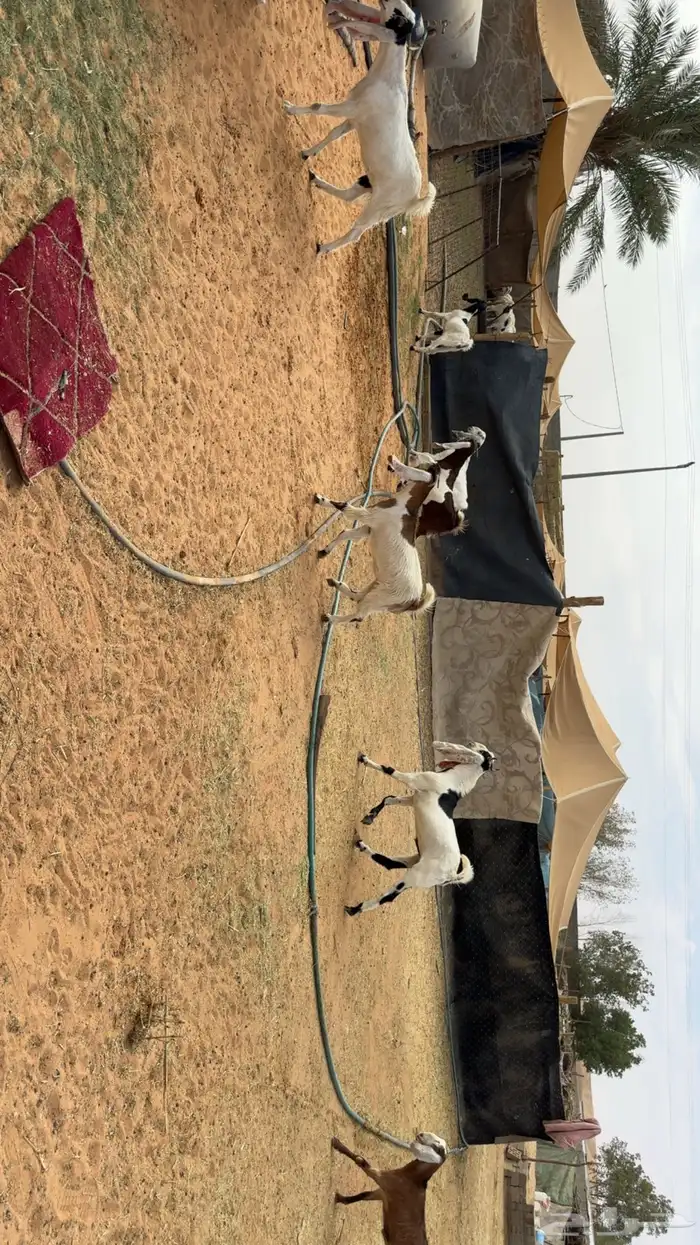 جفرات مشاريك بفحلها 1