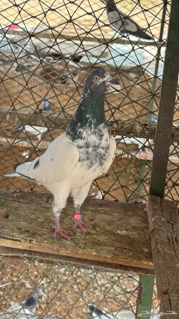 حمام باكستاني 4