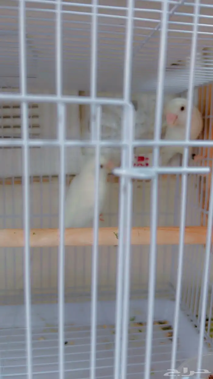 زوج روز البينو مع فرخين 1