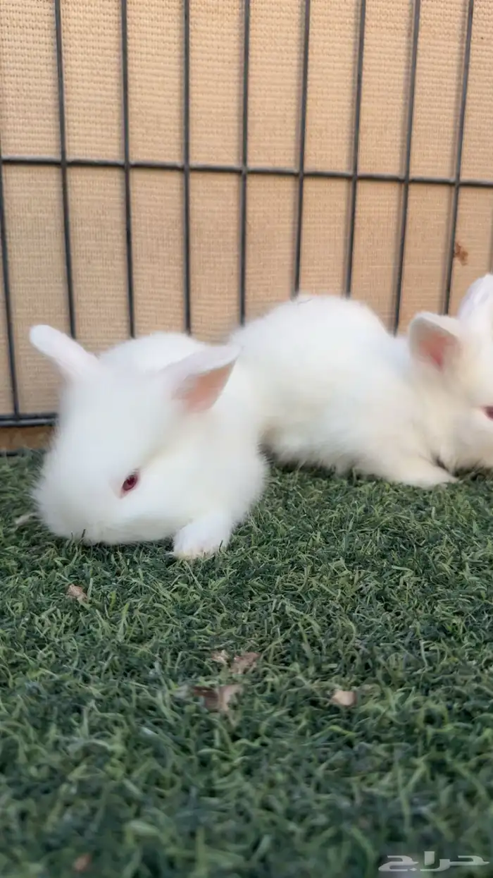 ارانب الانقورا 0