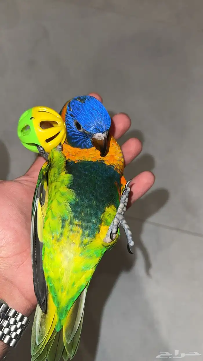 فرخ لوري لعشاق التميز 0