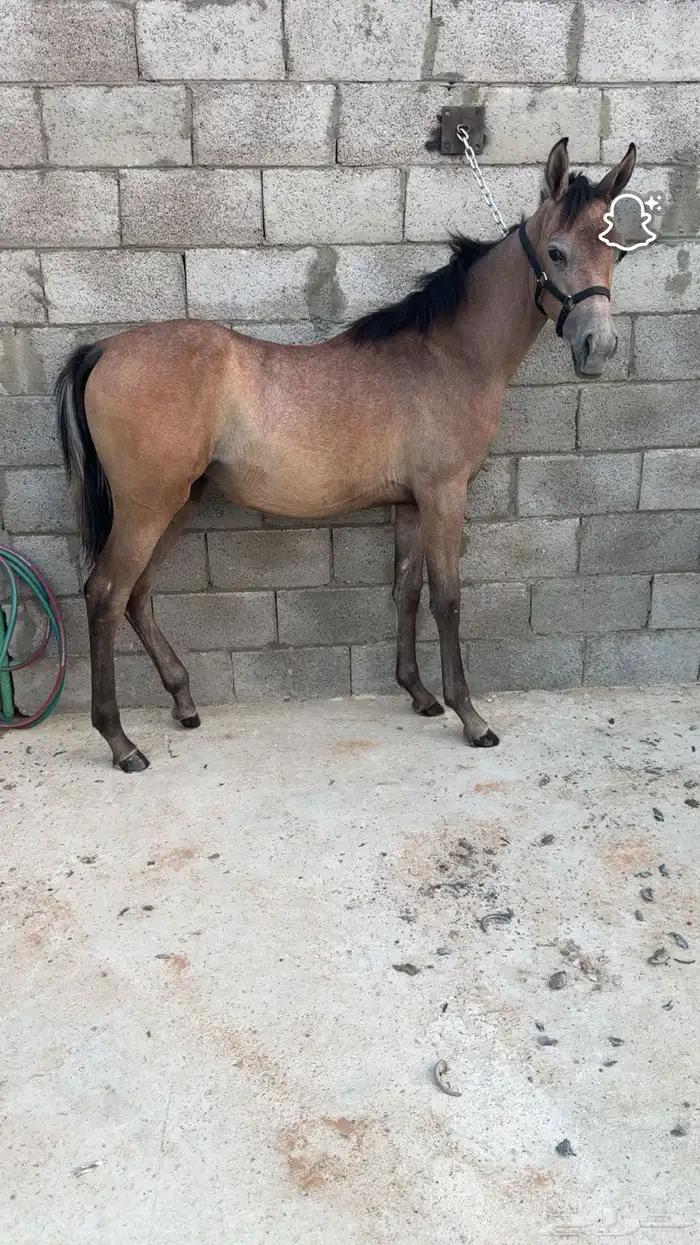 مهره واهو للبيع بنت فواد الخالد 4