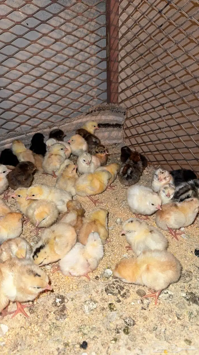 صوص دجاج بلدي تم البيع 0