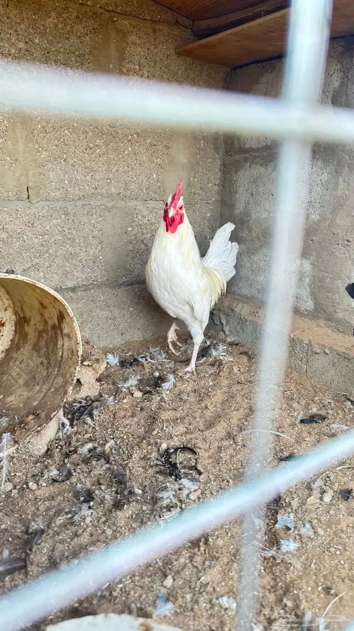 طقمين دجاج 3