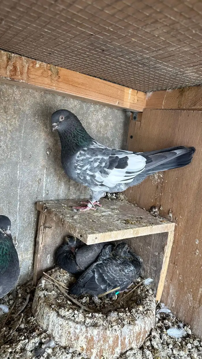 حمام بكستاني دابولا 0