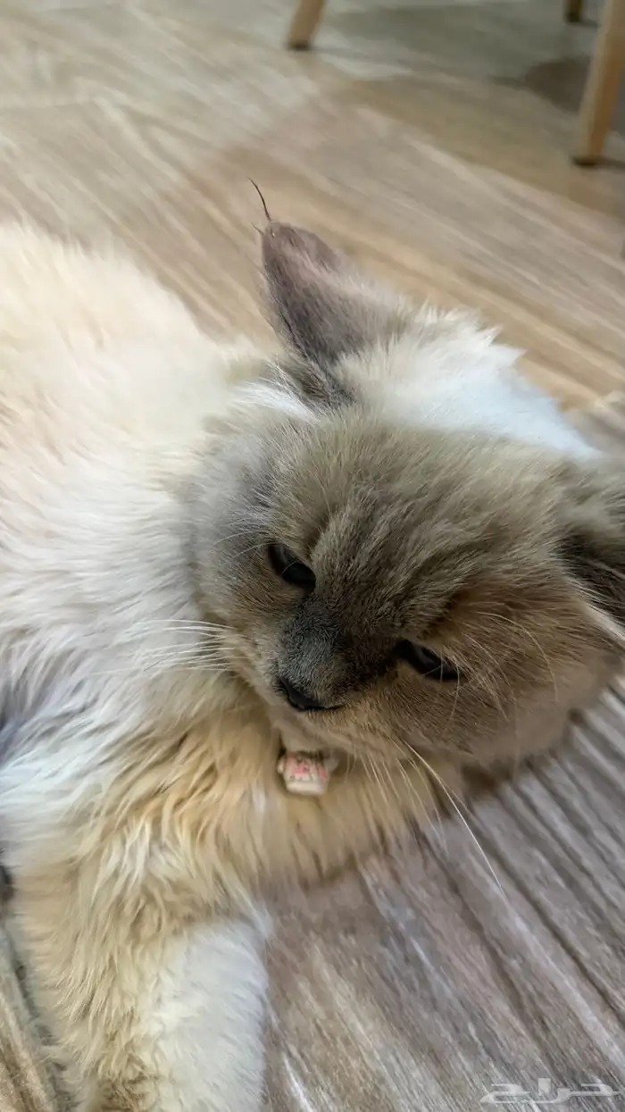 قطه هملايا 4