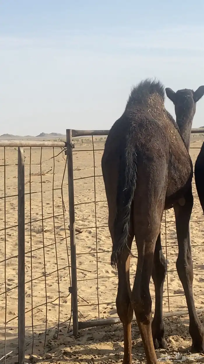 قعود قصب للبيع ابو عشره شهور 0