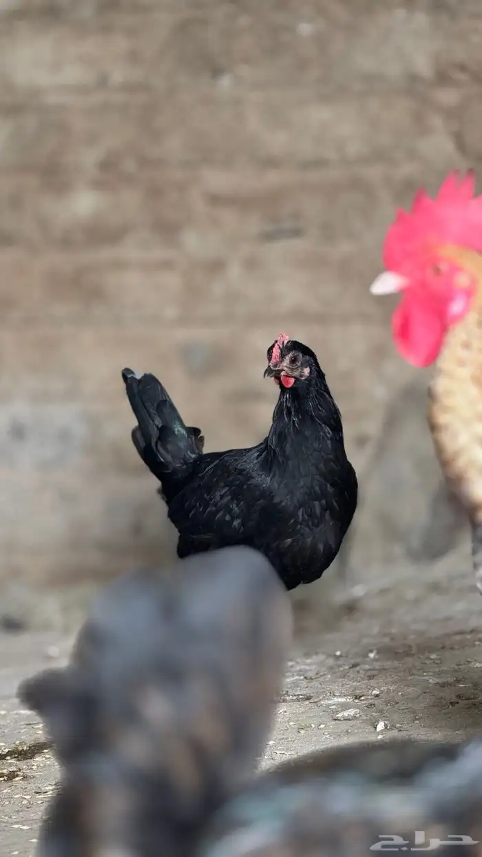 دجاجات بياضات 3