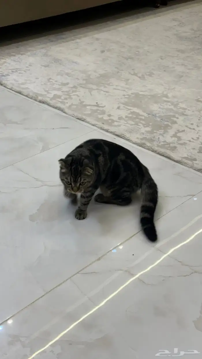 قط للبدل بانثى النوع سكوتش فولد شورت هير تايقر 2