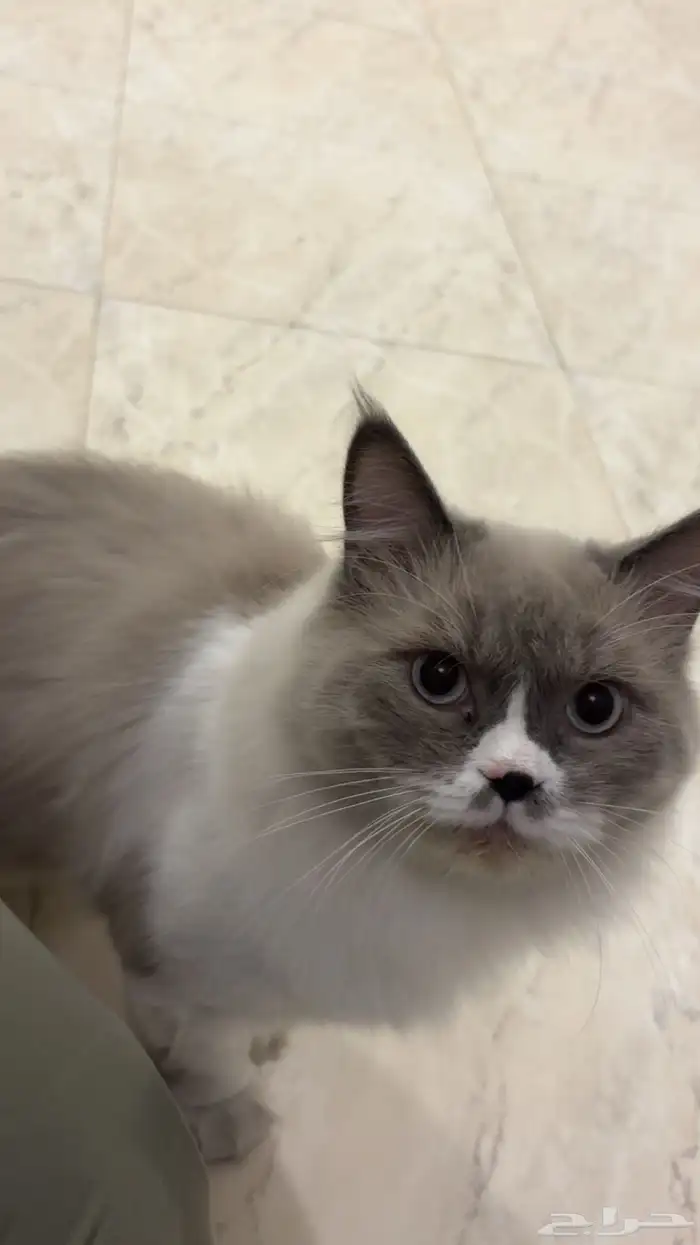 قطو هملايا للتبني 3