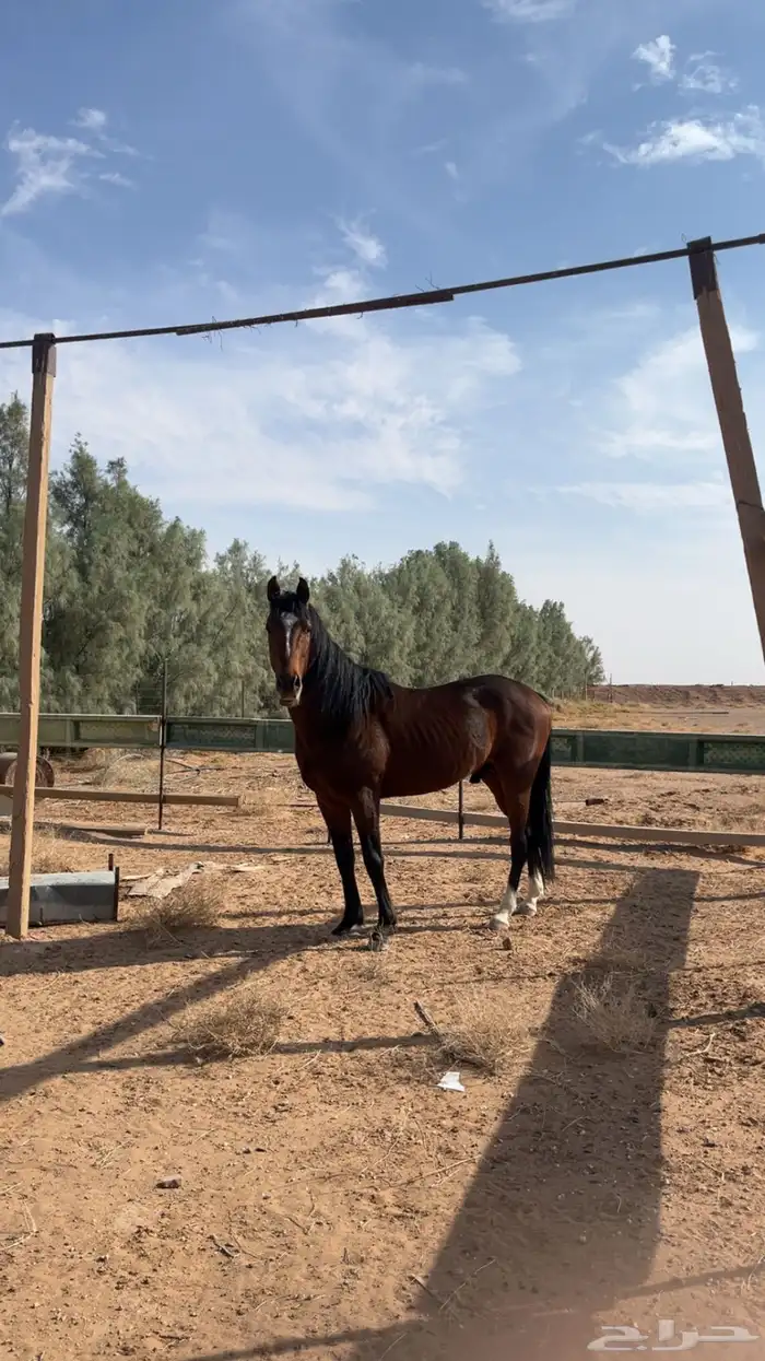 حصان انقليزي شعبي عمره اربع سنوات للبدل 0