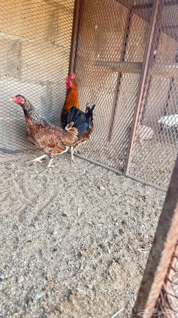 طقمين دجاج 7