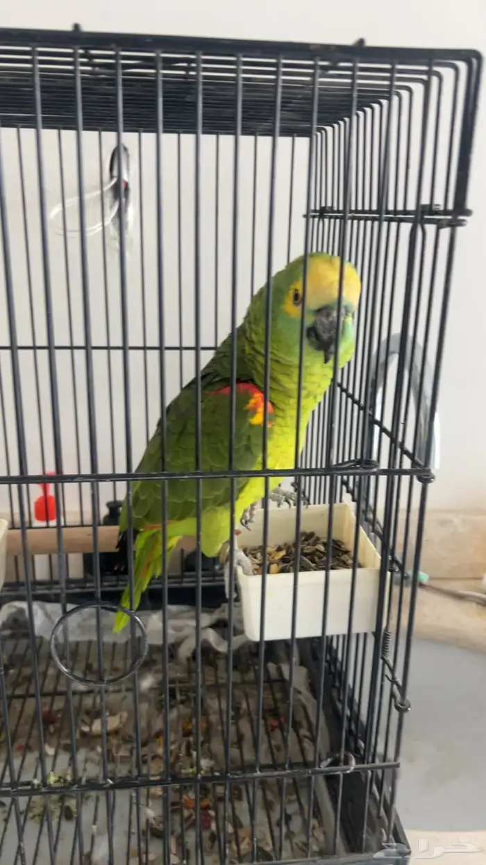 بغبغاء امزوني 1