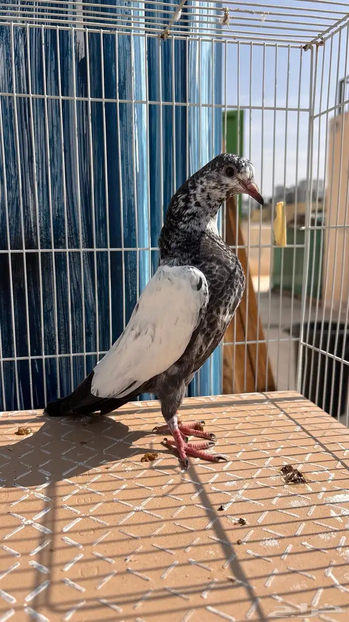 للبيع طبات تيدي جونسرة كوبرا فواخر 1