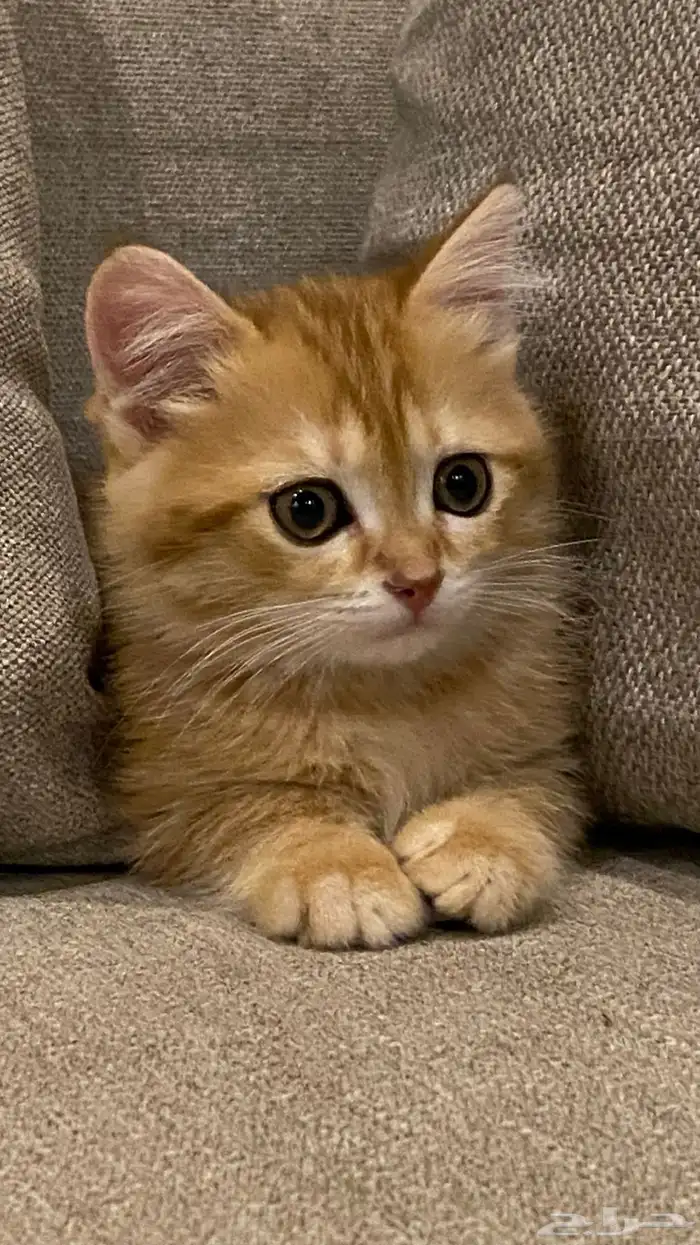 قطوه سكوتش ستريت 2