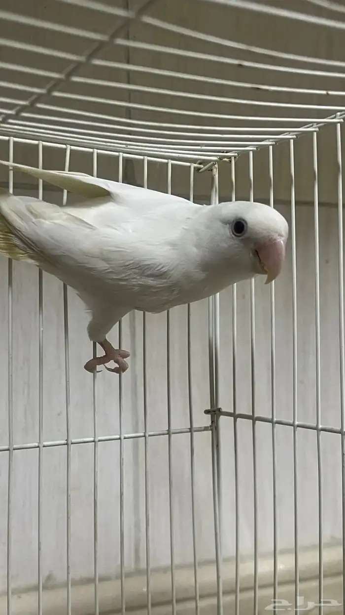 فرده روز البينو عيون حمراء اليف ماتعض 0