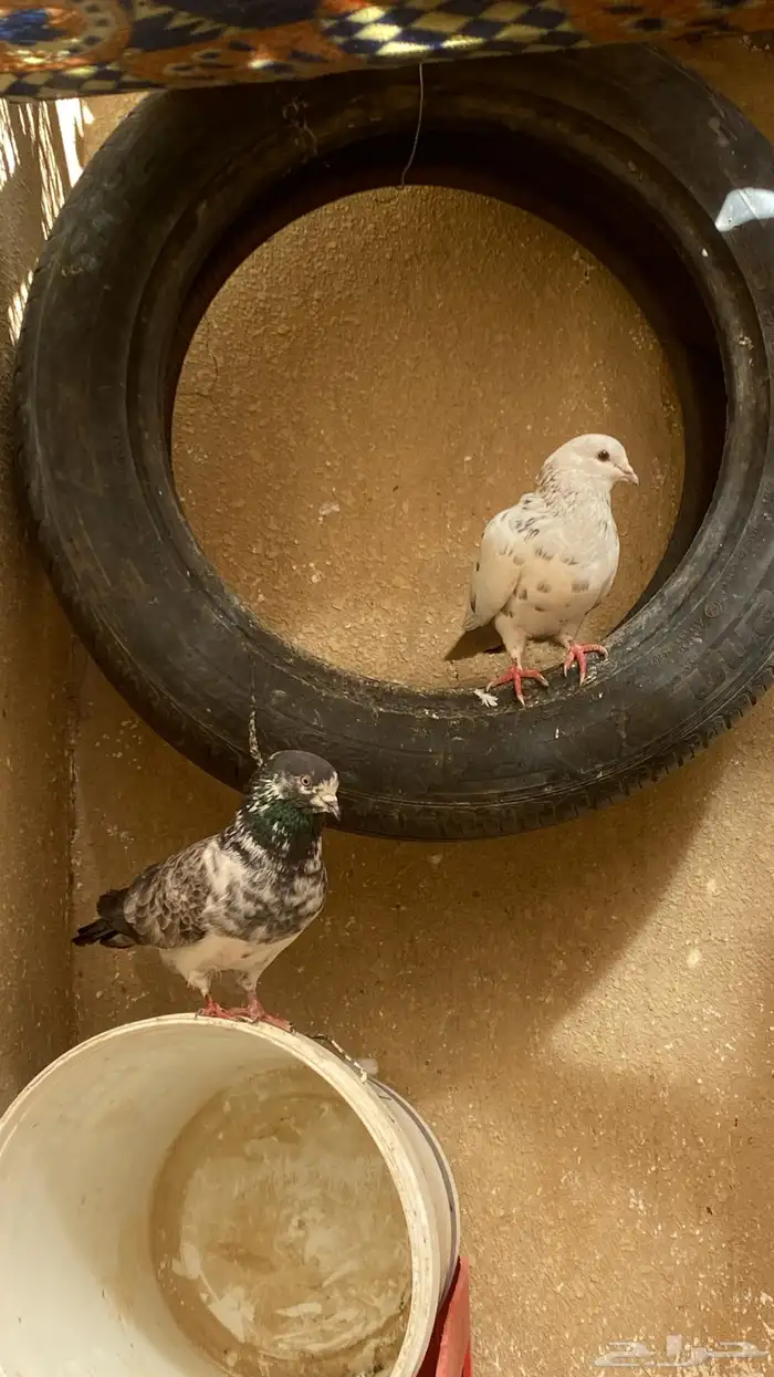 حمام باكستاني 0