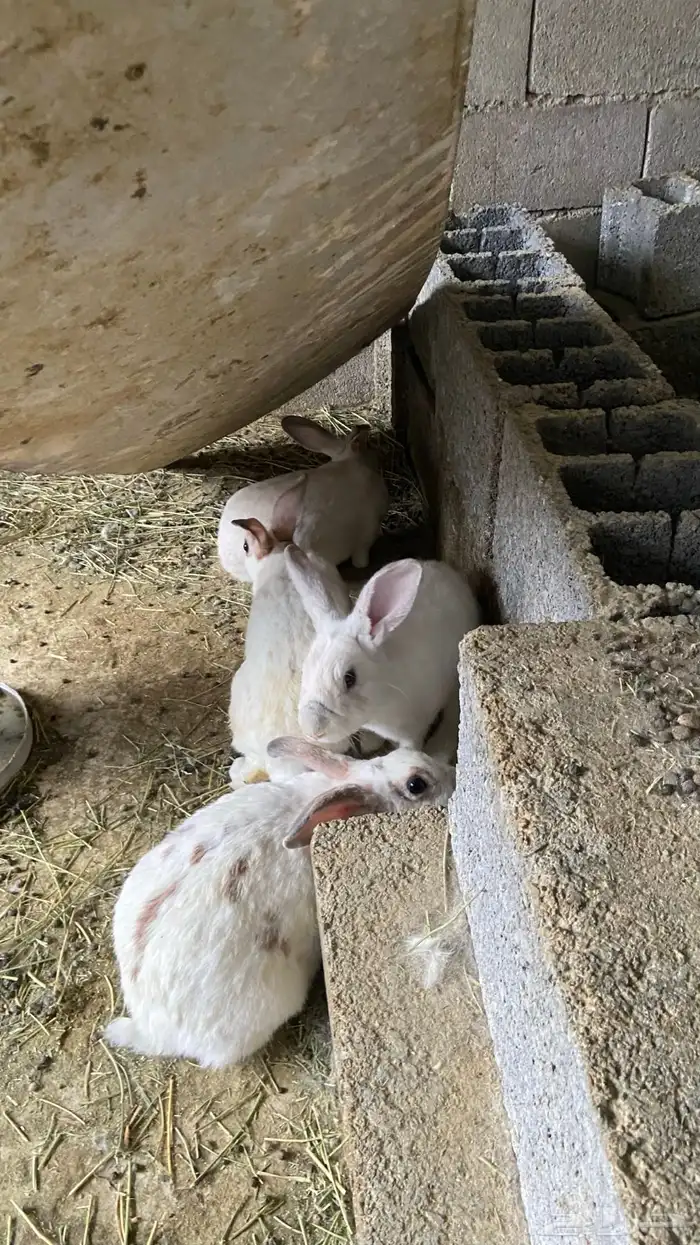 ارانب للبيع 0