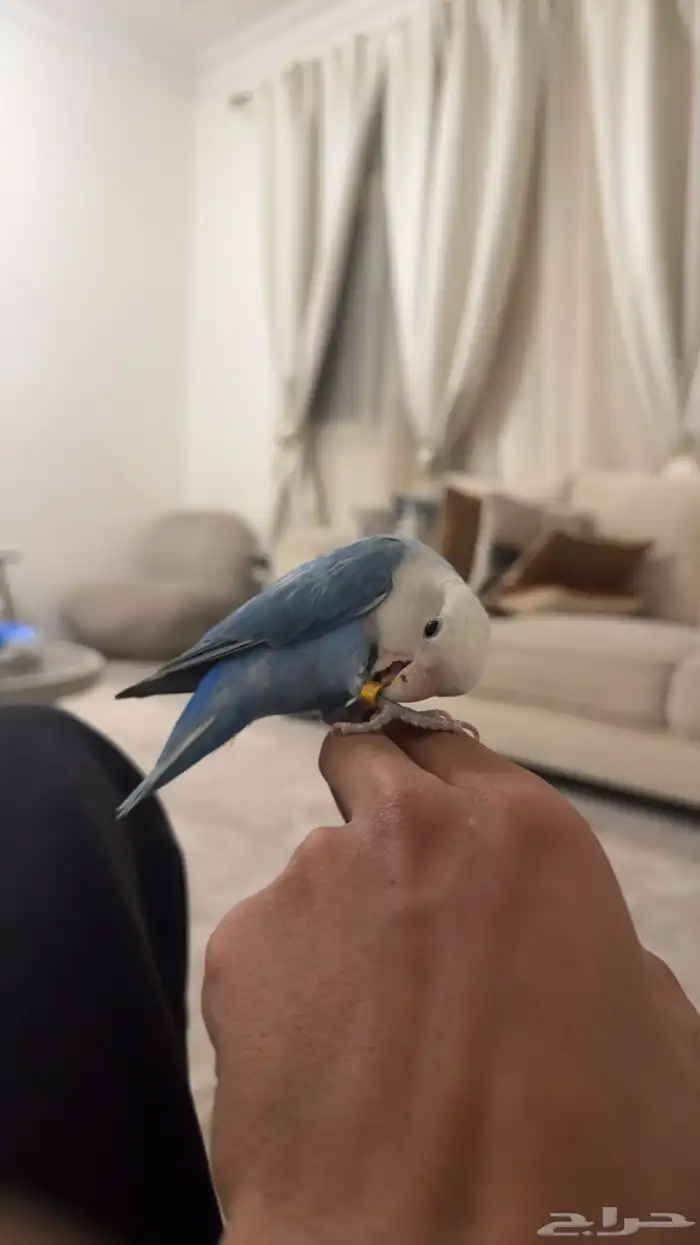 روز فايلوت ابلاين ((تم البيع )) 1