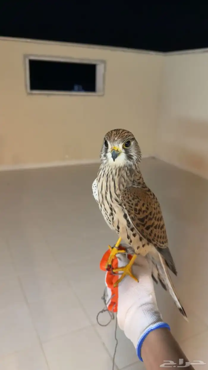 شبوط او باشق او عوسق 1