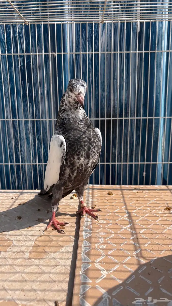 للبيع طبات تيدي جونسرة كوبرا فواخر 2