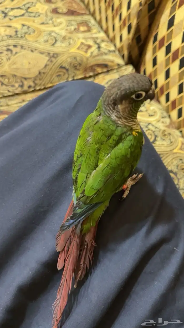 ذكر كنيور قرين شيك اليف 2