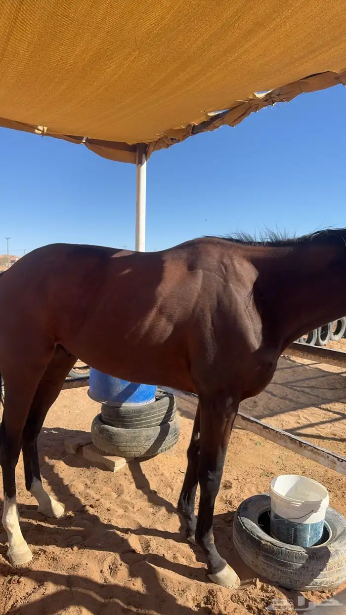 حصان انقليزي سبوق ماخذ الثاني بسباق عفيف معه جواز سفر 2