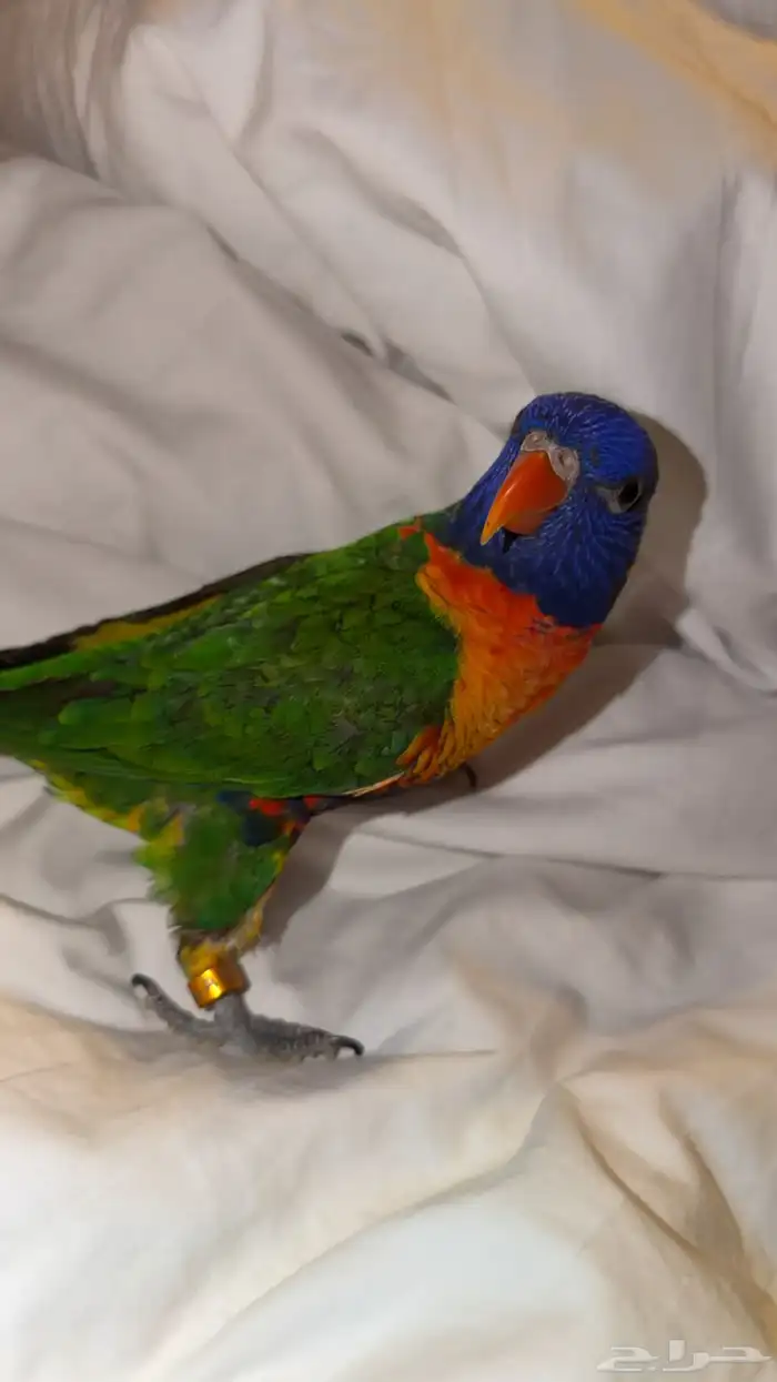 بغبغاء لوري رينبو للبيع (اليف جدااا) 1