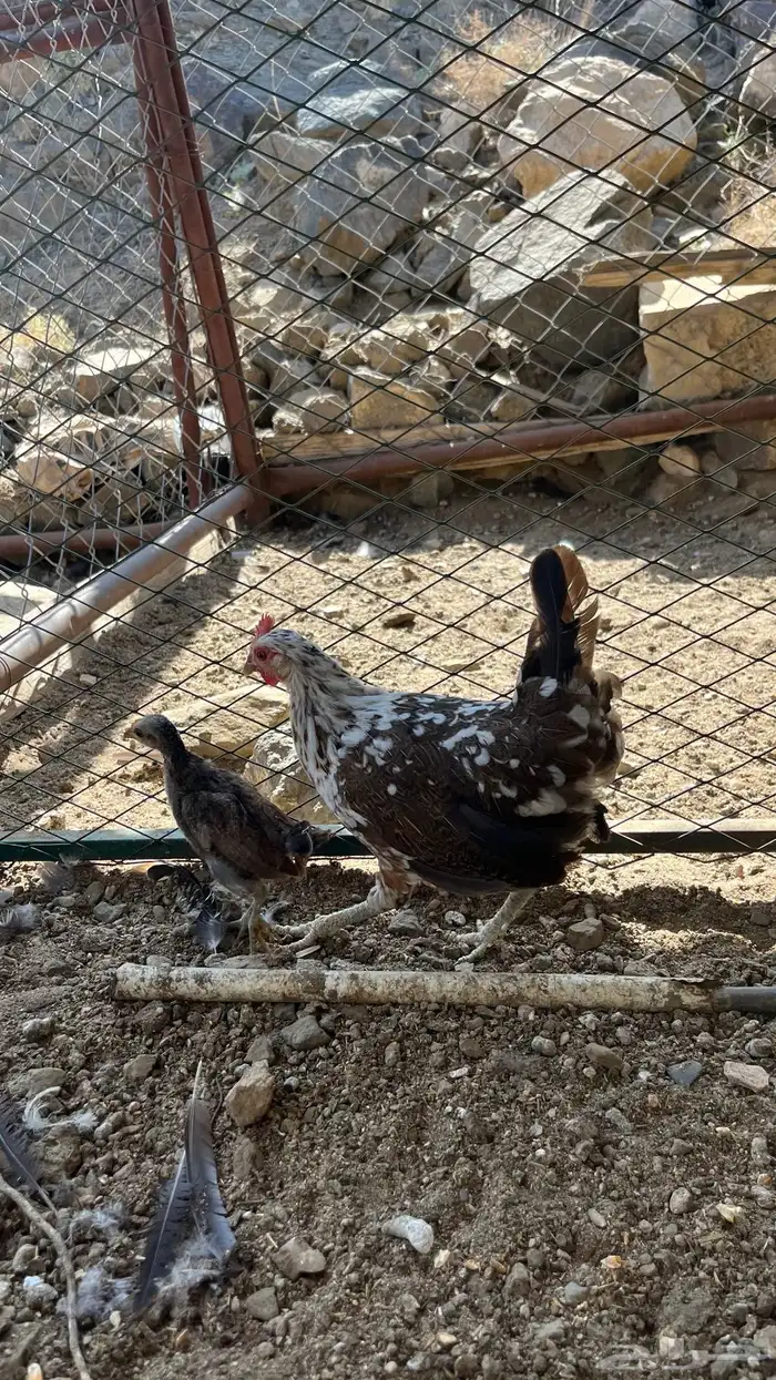 دجاج عربي ( ماكنتوش) 0