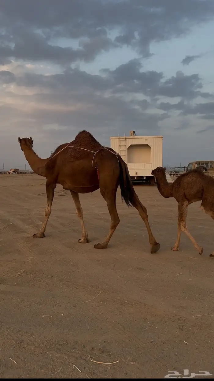 خلفه ساحليه دهما تحتها بكره 1