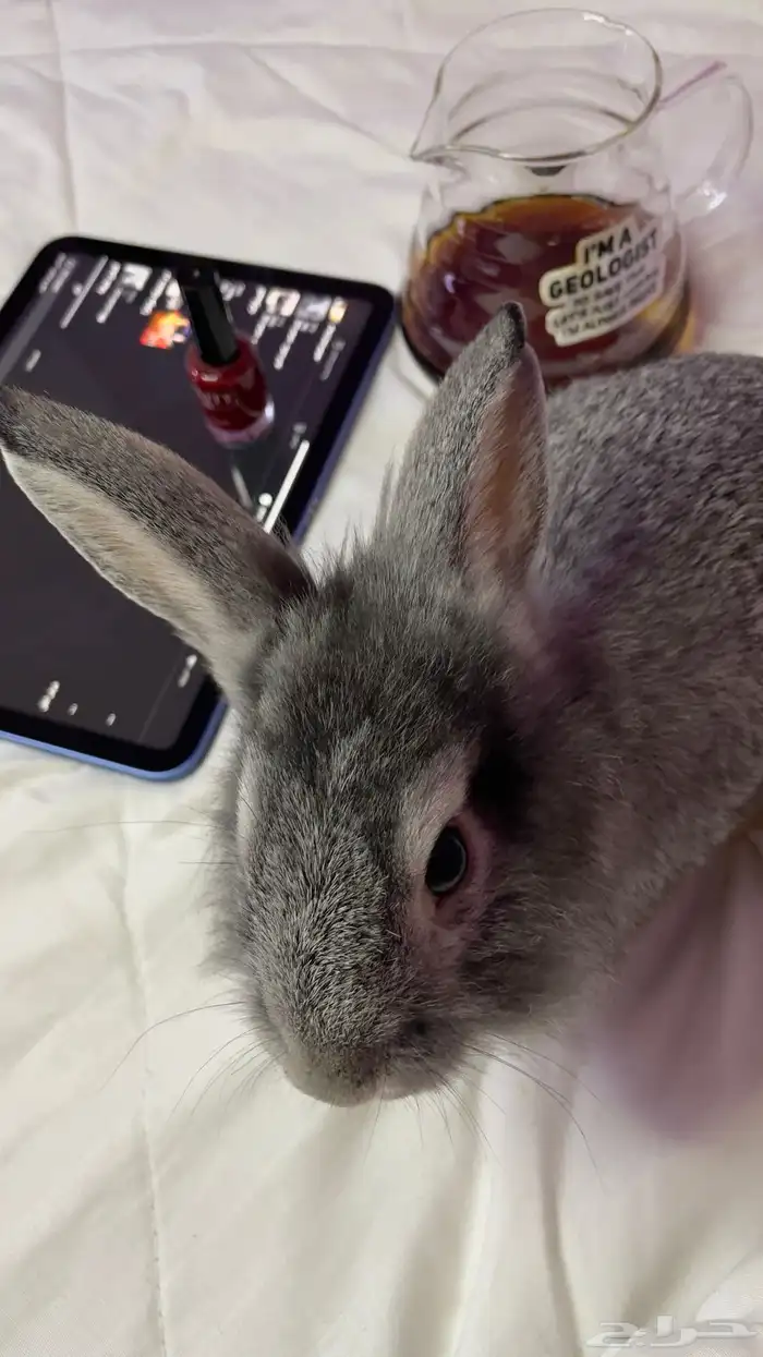 ارنب لعوب و لطيف 3