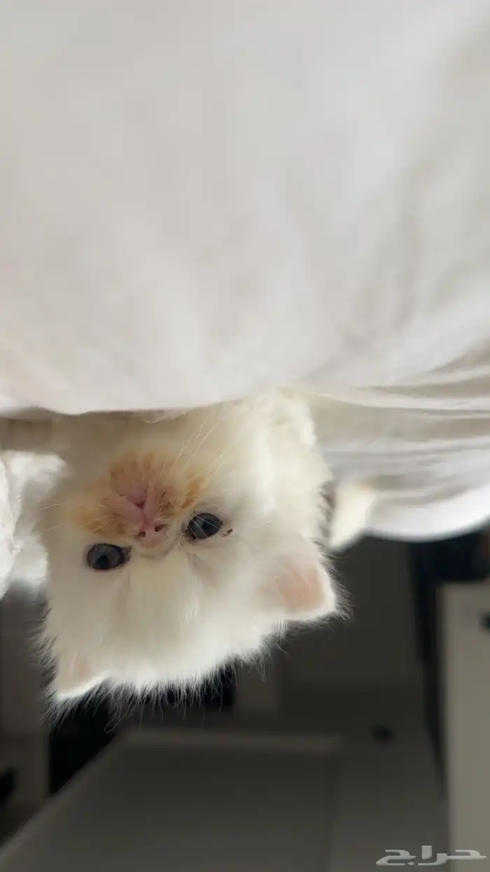 كيتن بيكي فيس 5