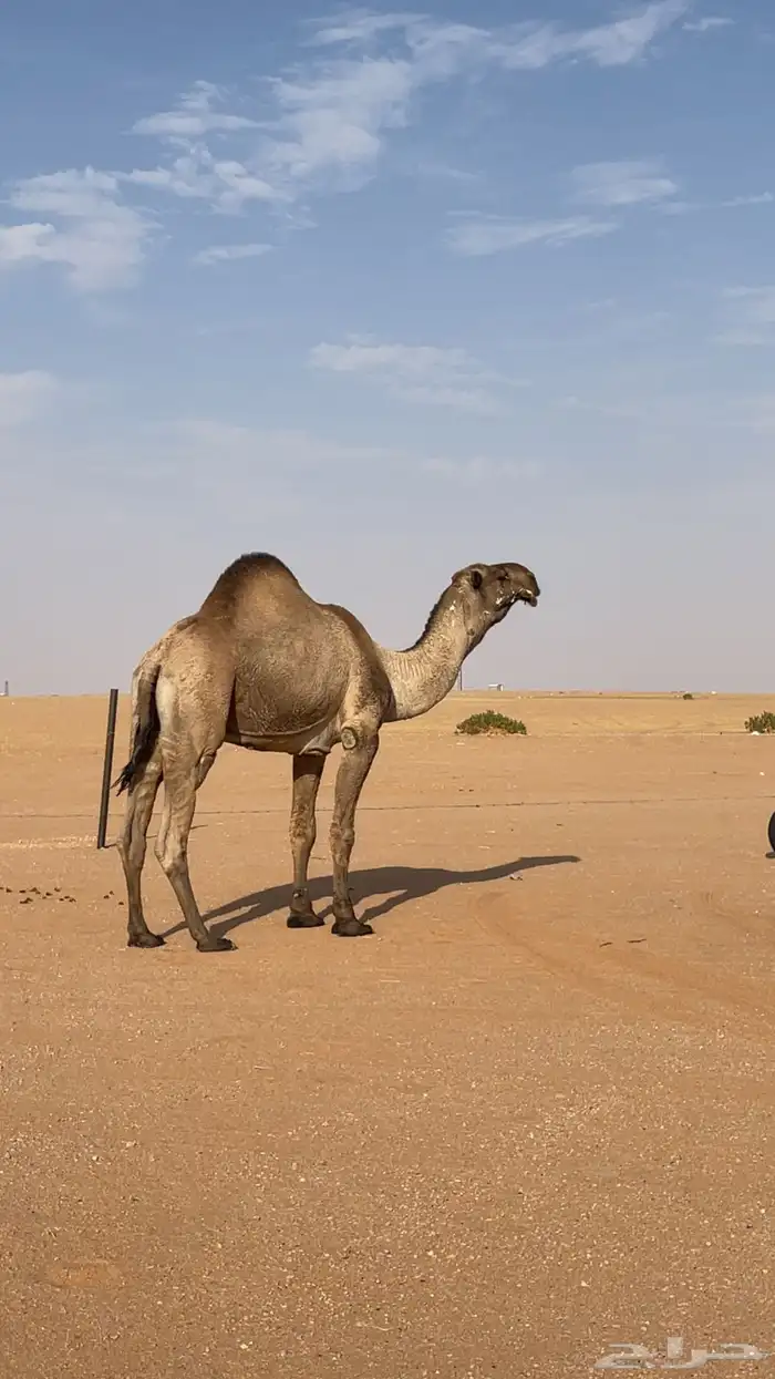 بعير دبياني على بعير فهد الشريع 3