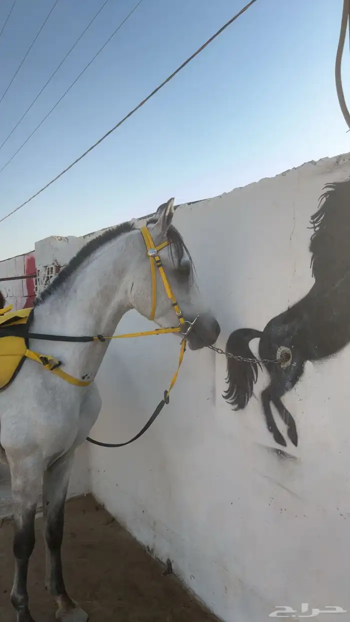 مستلزمات خيل 0