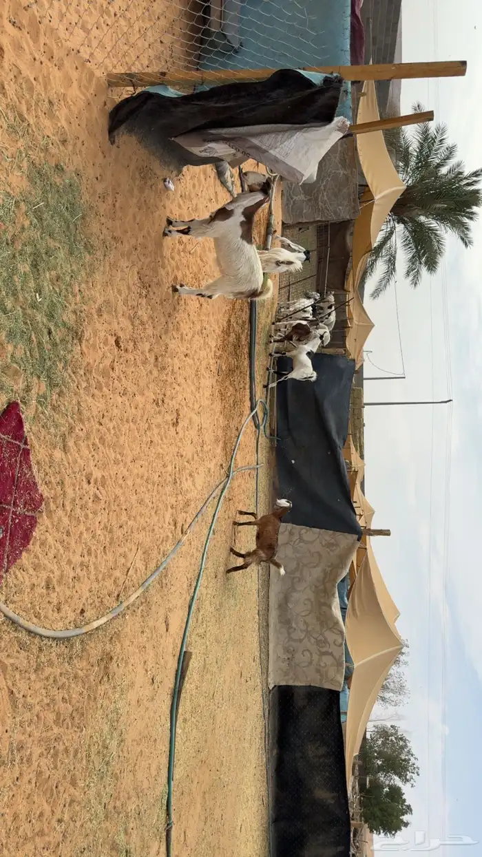 جفرات مشاريك بفحلها 2