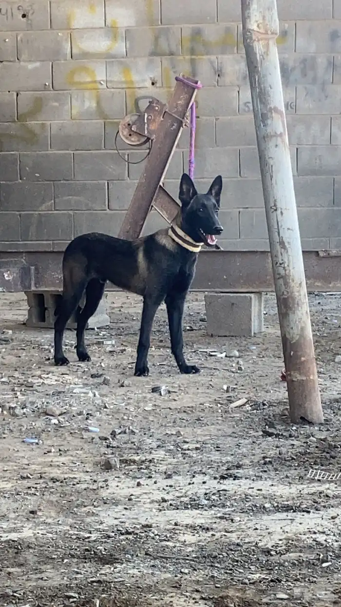 كلب مالينوا 0