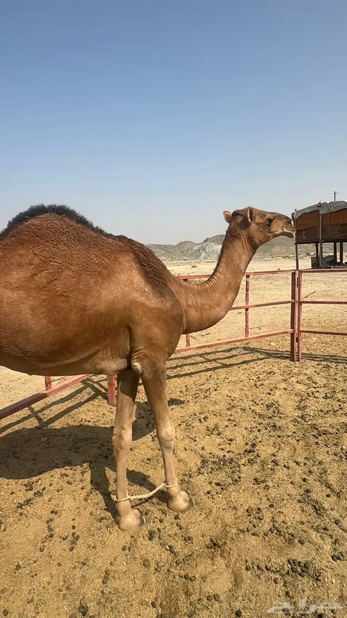 للبيع بكره ثنيه حمرا ساحلية حد 7 الاف 6