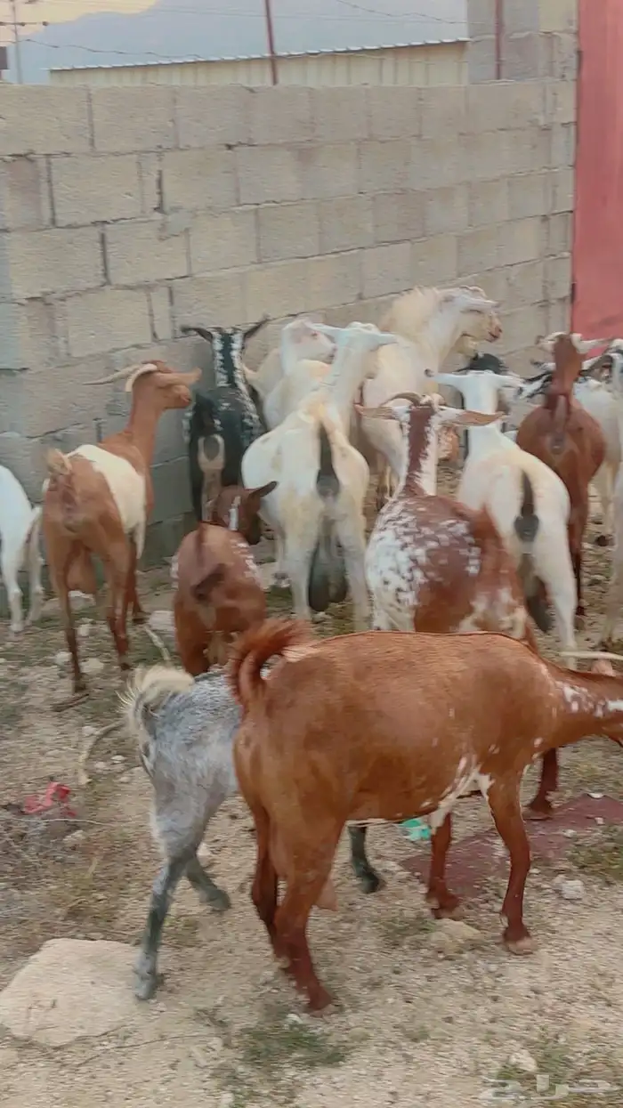 ماعز جنوبي نوع فاخر للبيع 7