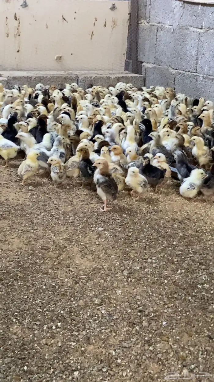 صوص دجاج بلدي 0