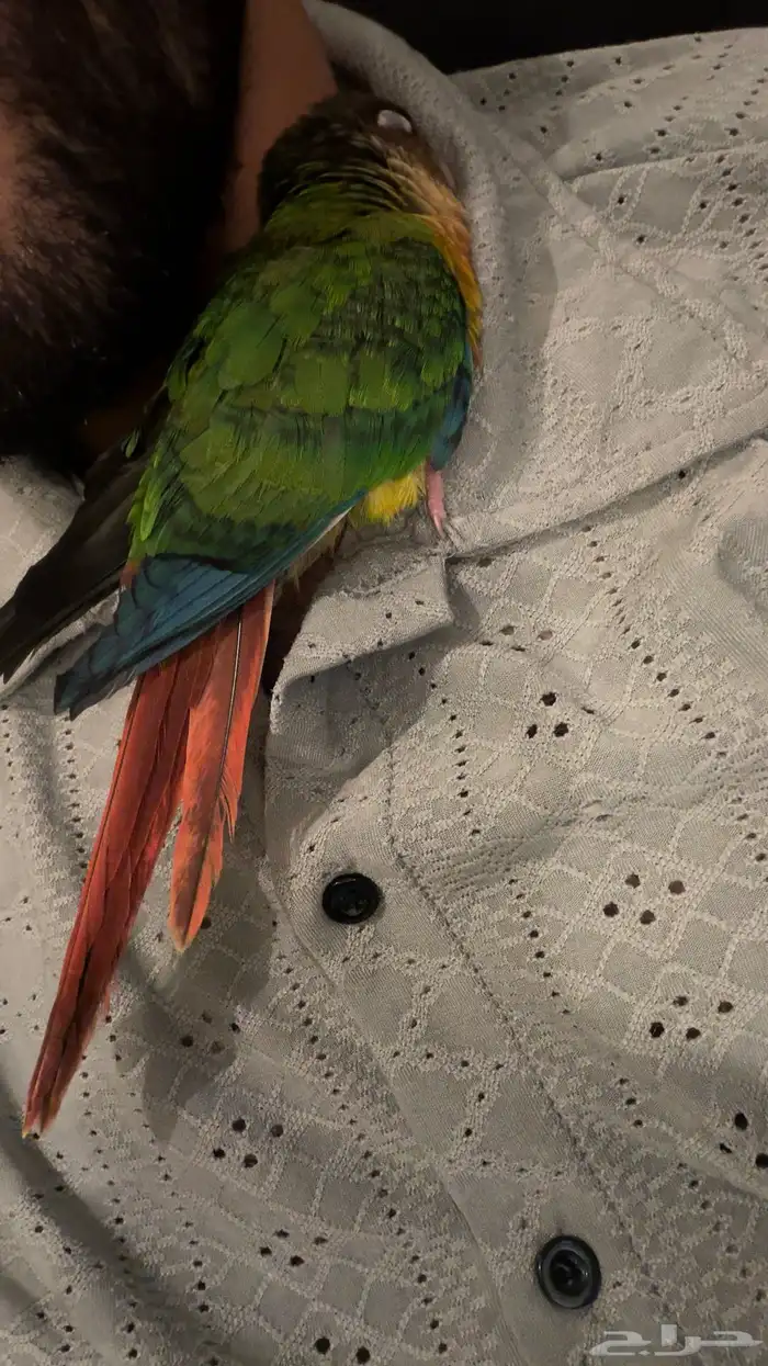 كنيور يلو سايد 2