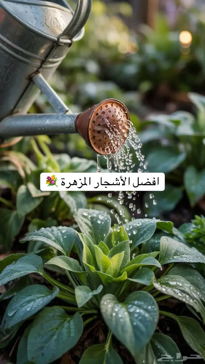 حدائق منزلية 9