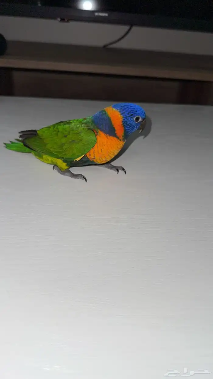 فرخ لوري لعشاق التميز 2