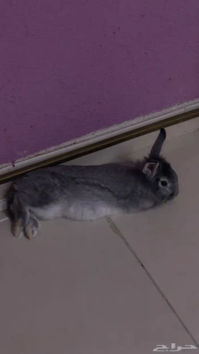 ارنب لعوب و لطيف 1