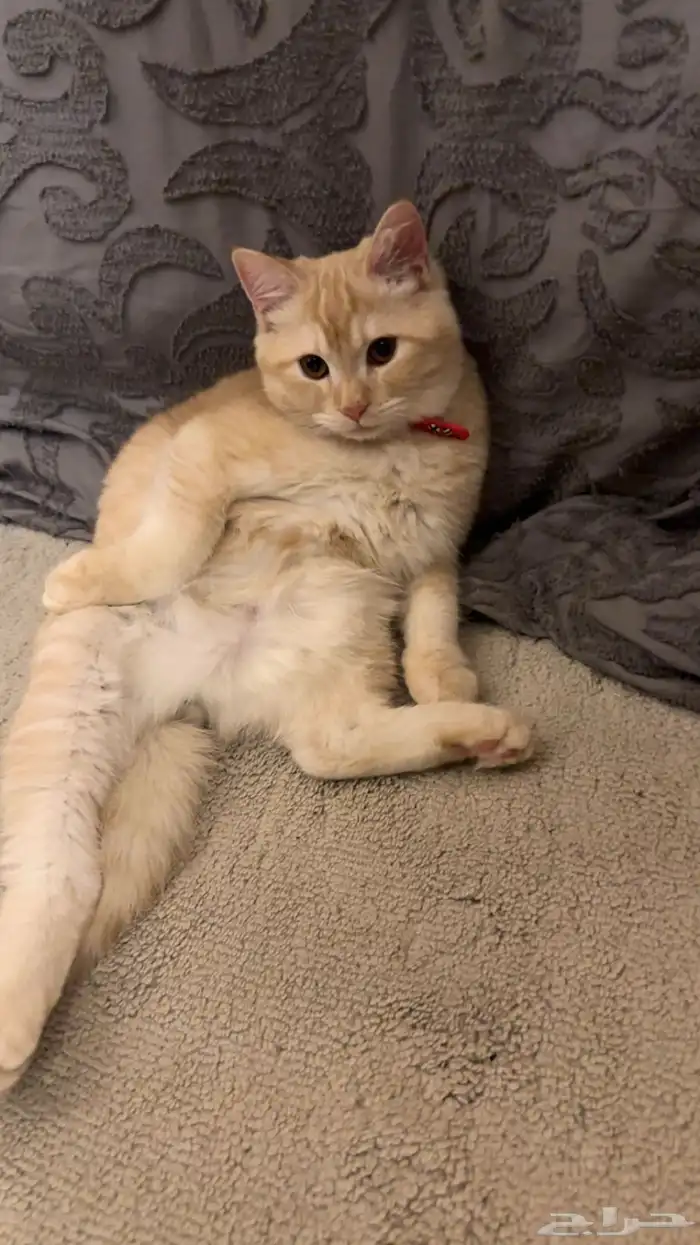 قطط تبني ذكر وانثى 0
