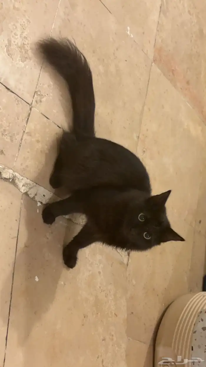 ثلاث قطط شيرازي 1