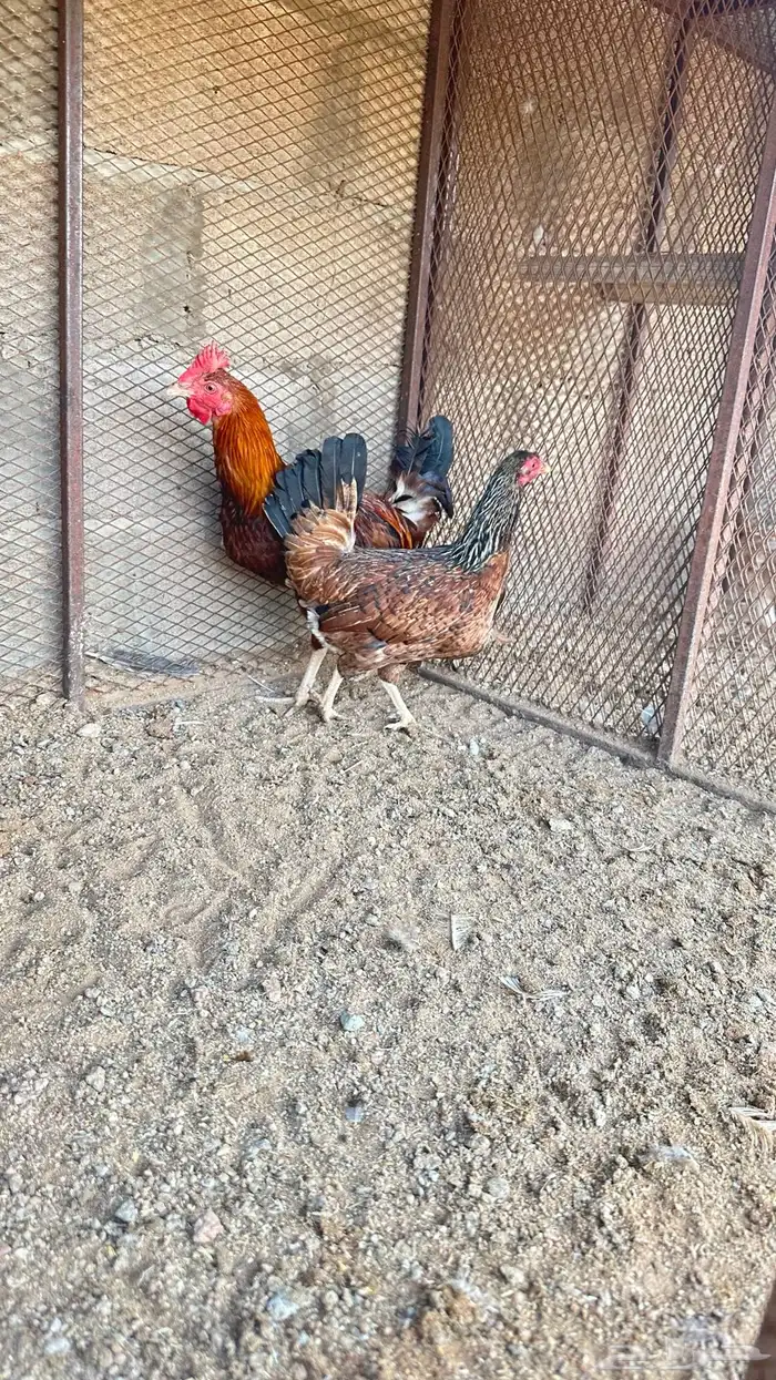 طقمين دجاج 5