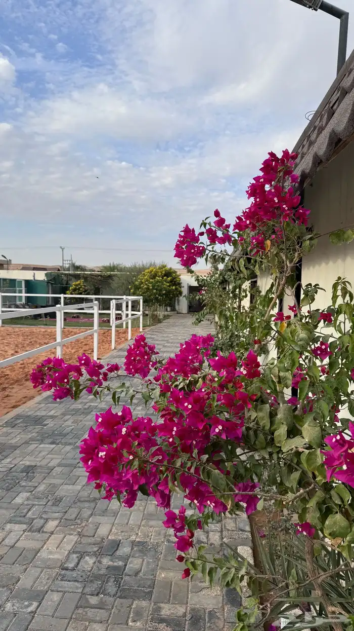 مربط ومنتجع للإيجار اليومي 0