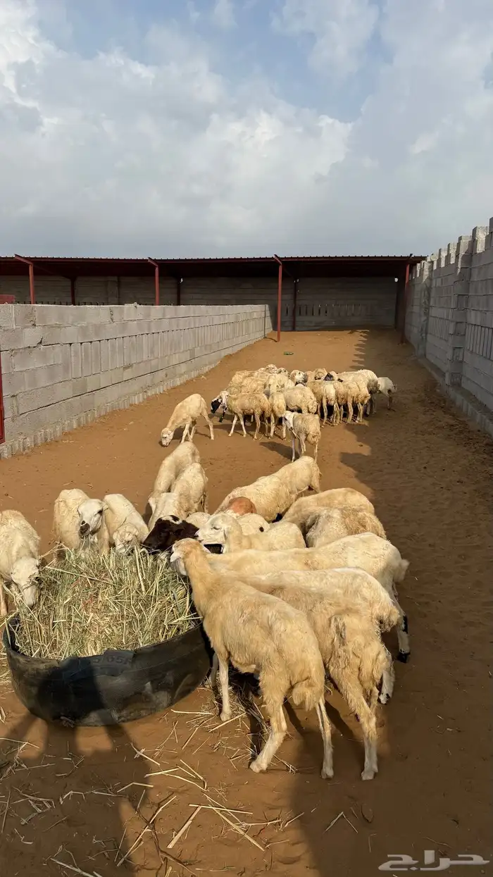 رخيل تربية مزارع 0