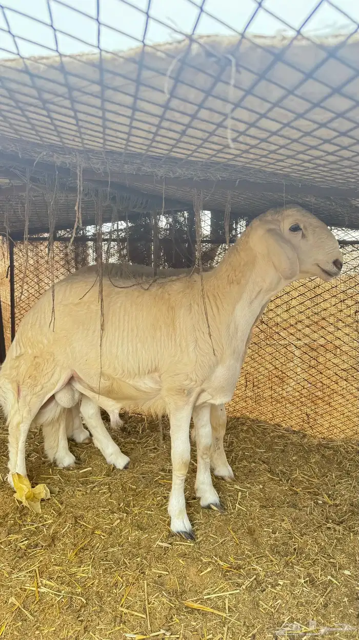 مشاريع فحول فحل حري 8